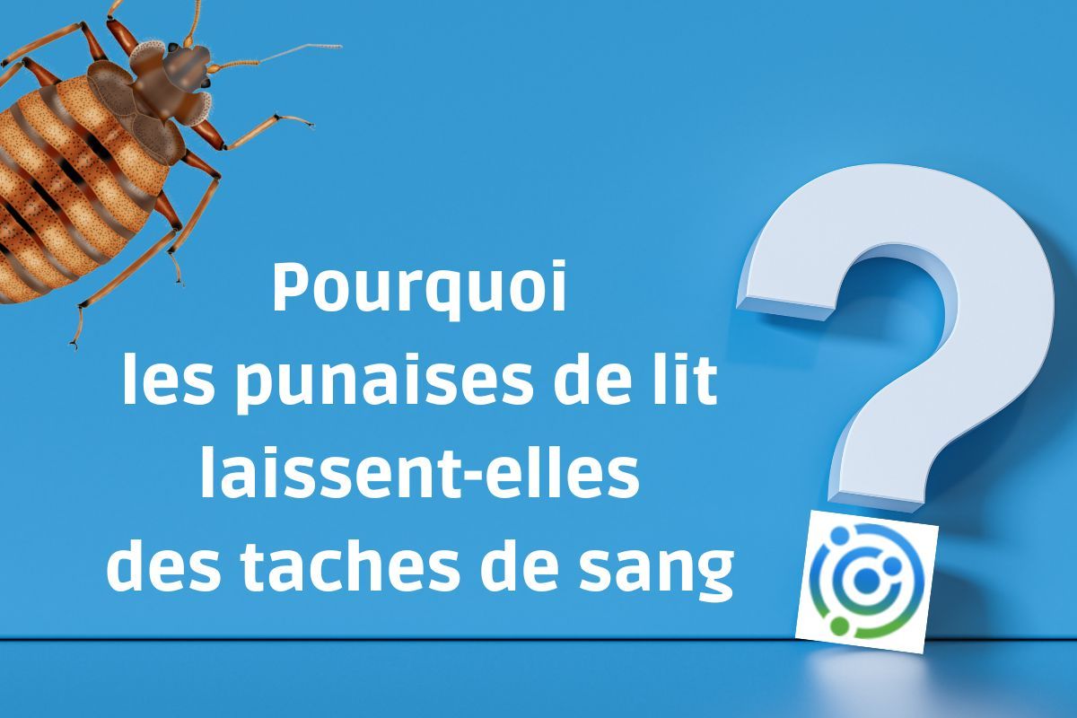 Pourquoi Les Punaises De Lit Laissent Elles Des Taches De Sang Soluty