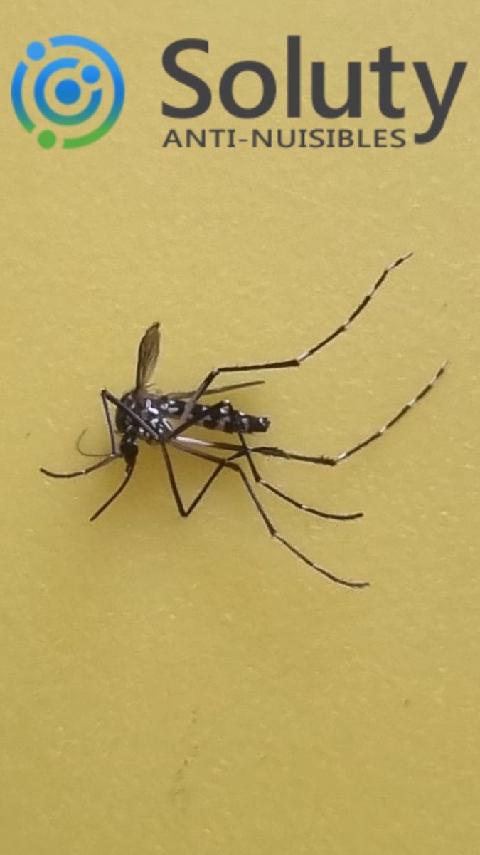 Le moustique tigre ou Aedes albopictus