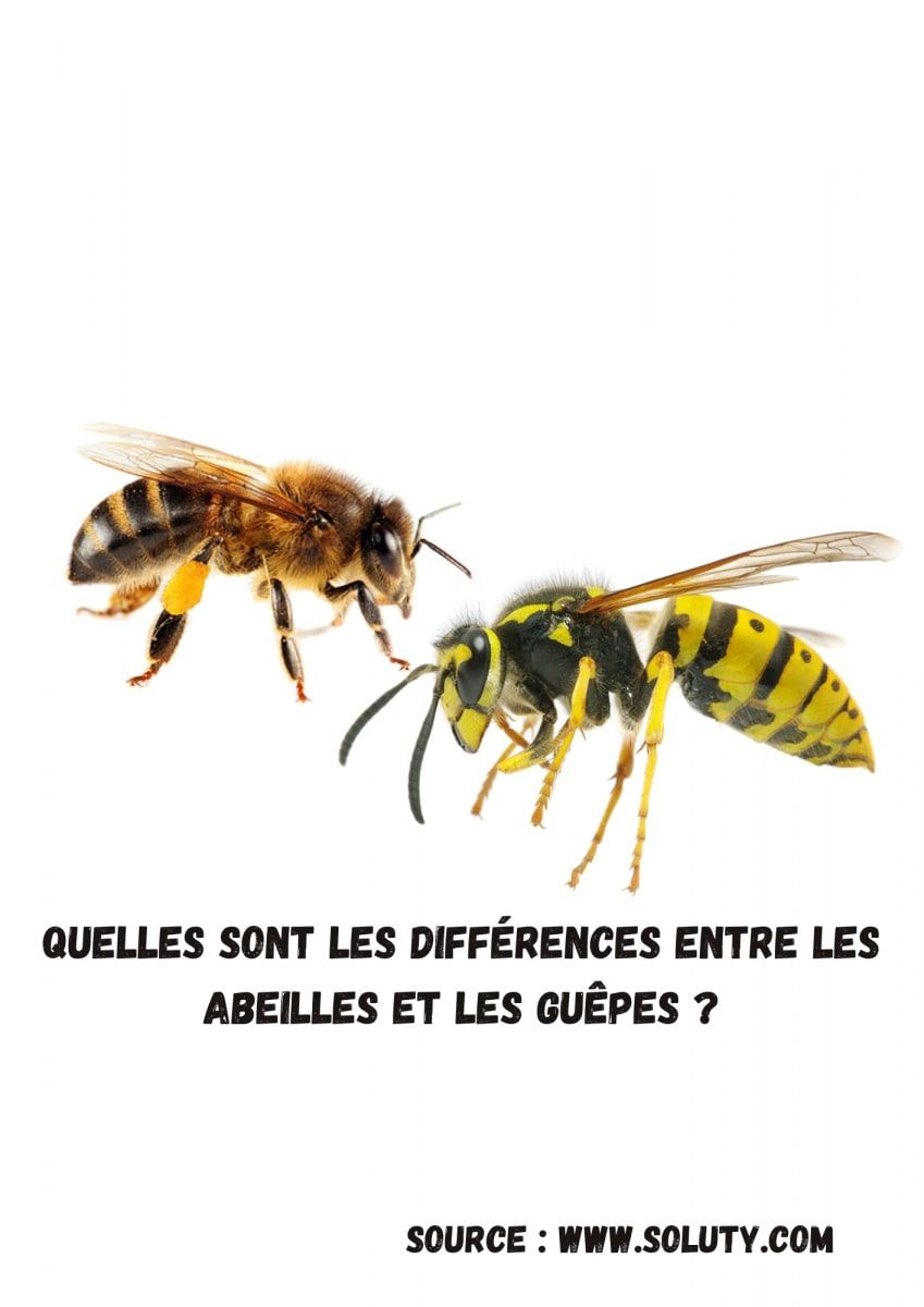 Quelles sont les différences entre les abeilles et les guêpes ? - SOLUTY