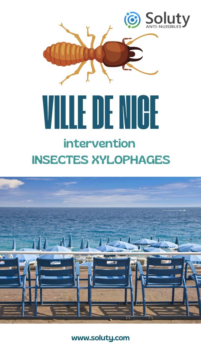 Entreprise spécialisée dans la désinsectisation d'insectes xylophages et le traitement des bois à Nice (06)