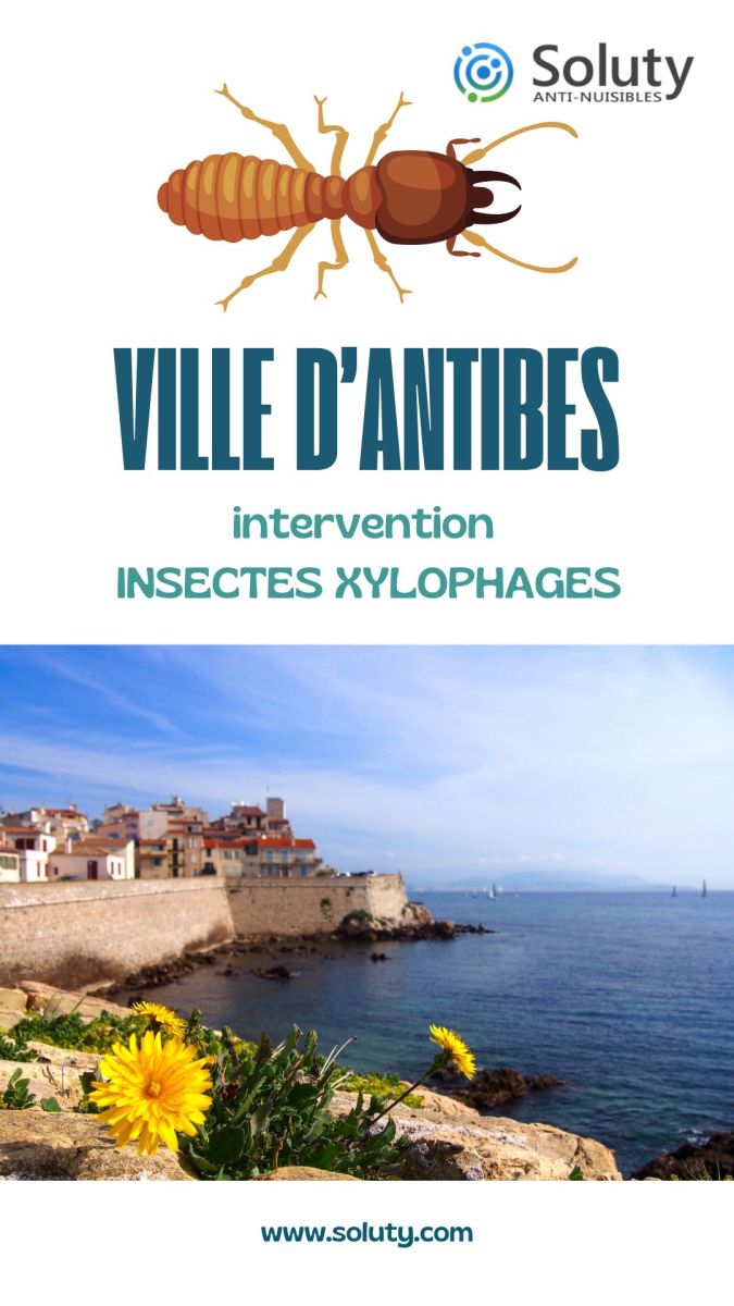 Entreprise spécialisée dans la désinsectisation d'insectes xylophages et le traitement des bois à Antibes (06600)