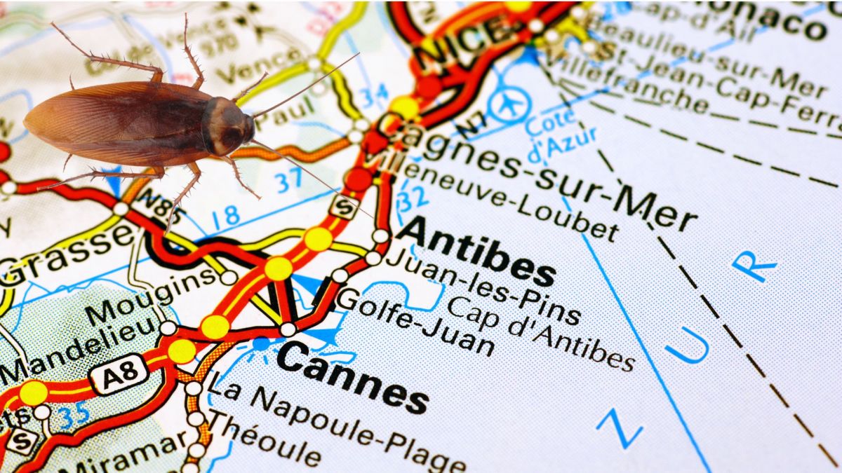 Traitement anti mouche (06) Nice, Antibes, Cannes et Monaco - SOLUTY