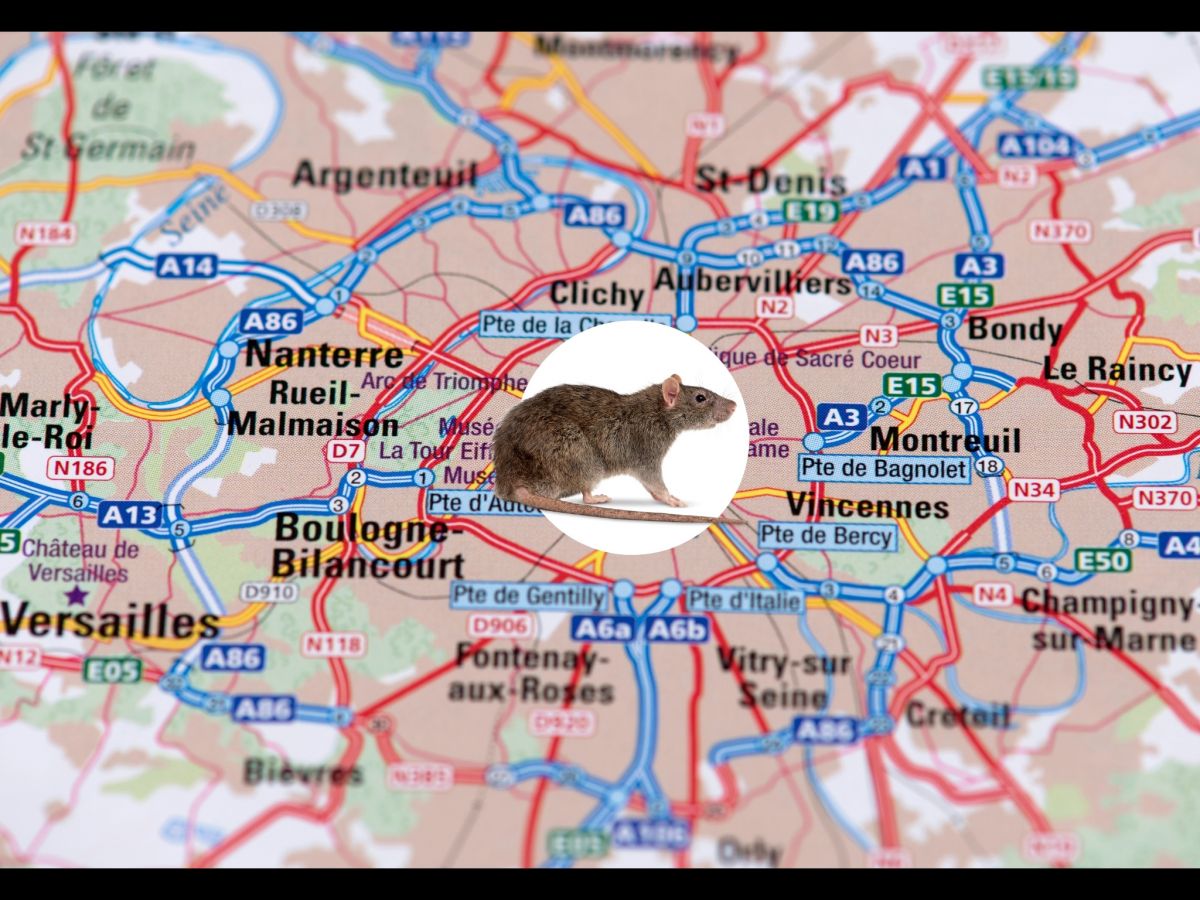 Dératisation à Créteil des rats et souris (94) - SOLUTY