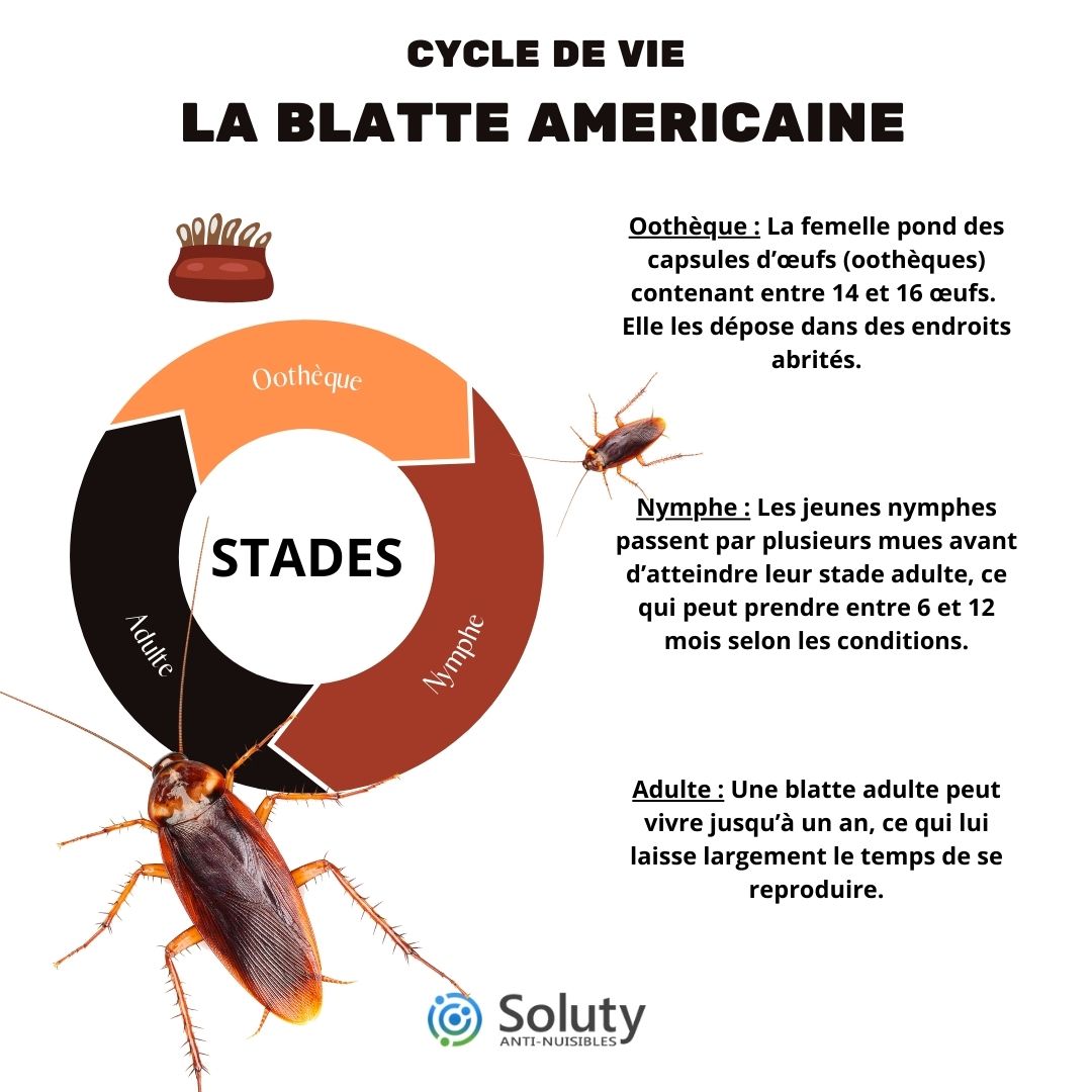 CYCLE DE VIE DE LA BLATTE américaine