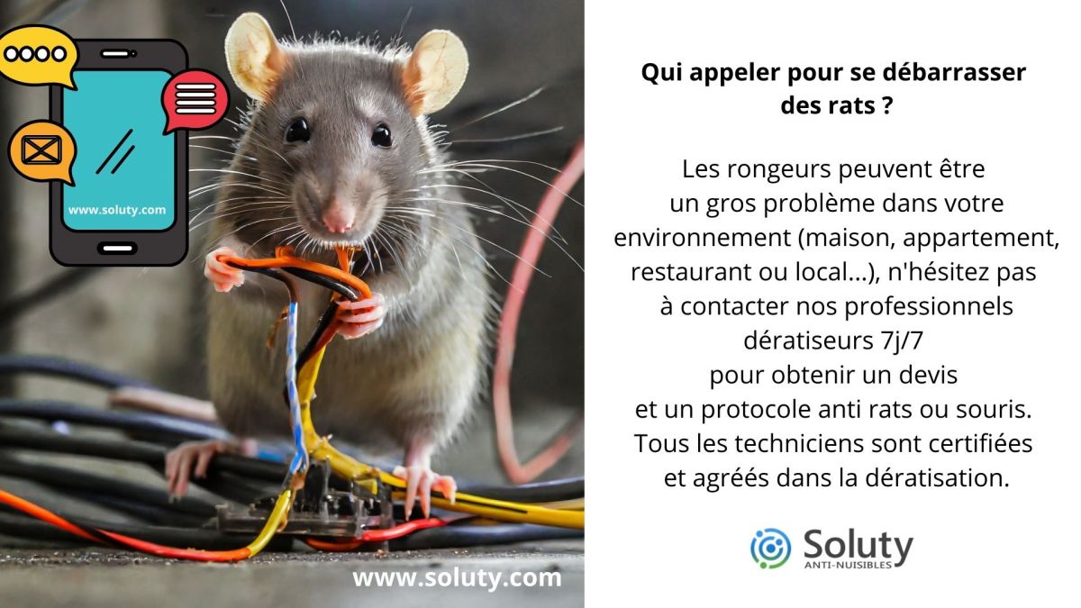 Dératisation des rats et souris - SOLUTY
