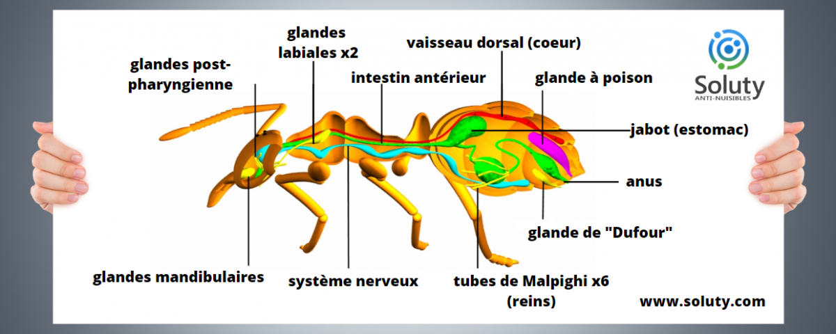 En savoir un peu plus sur les fourmis avec leur anatomie