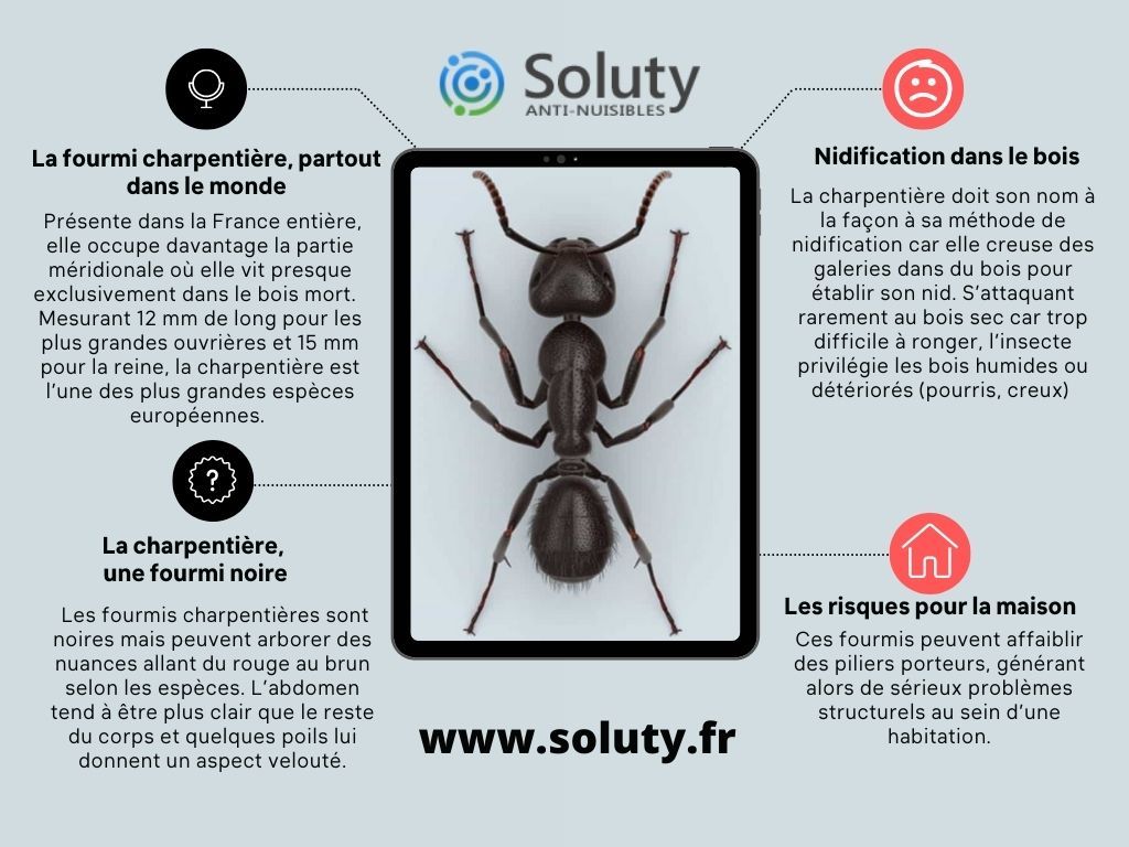 Les fourmis charpentières et d'autres espèces peuvent occasionner des dégâts de structure en creusant des galeries à l'intérieur du bois. 