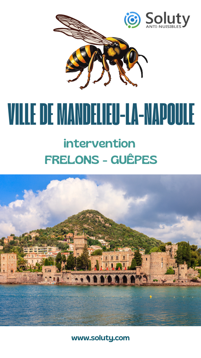 Société de désinsectisation de frelons ou de guêpes et exterminateur de nuisibles à Mandelieu-la-Napoule (06210)