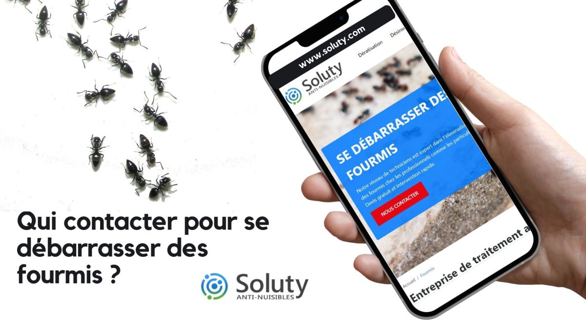 Qui appeler pour se débarrasser des fourmis