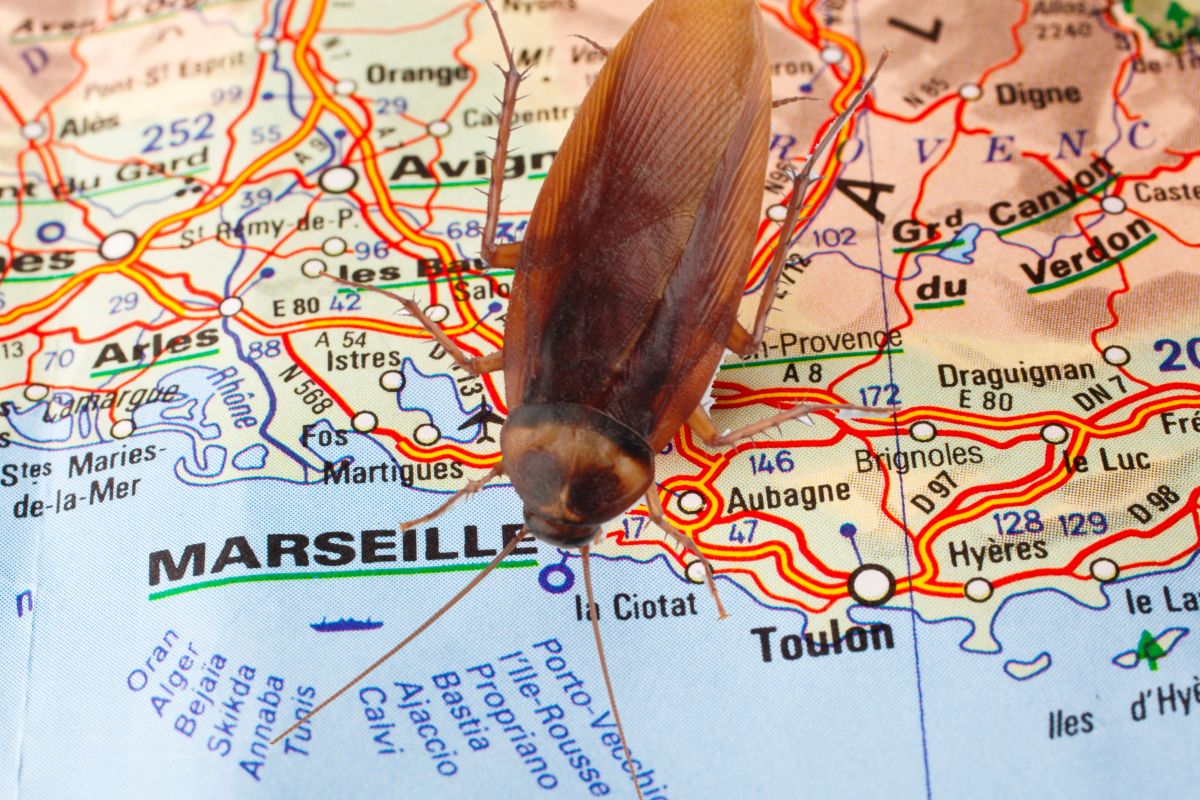 Traitement de cafards et de blattes sur Marseille et les bouches