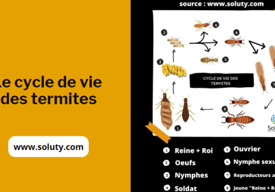 Cycle de vie des termites