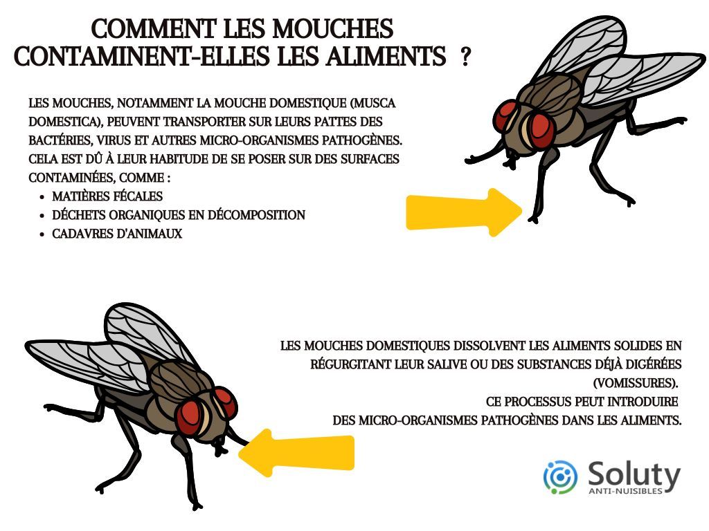 Comment les mouches contaminent-elles les aliments  ?