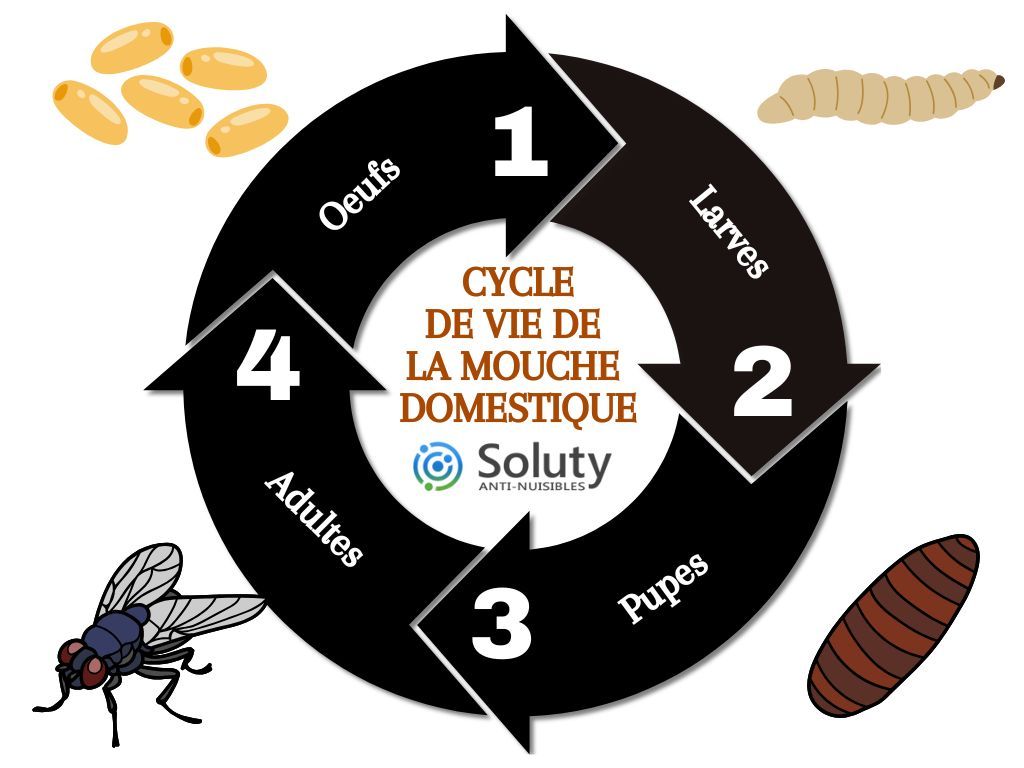 Le cycle de vie de la mouche