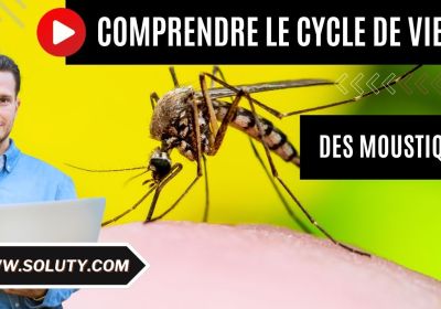 Le cycle de vie dun moustique