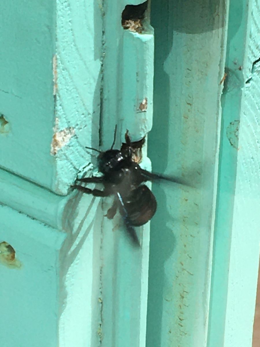 Abeille charpentière ou Xylocope qui creuse une galerie dans du bois d'un volet