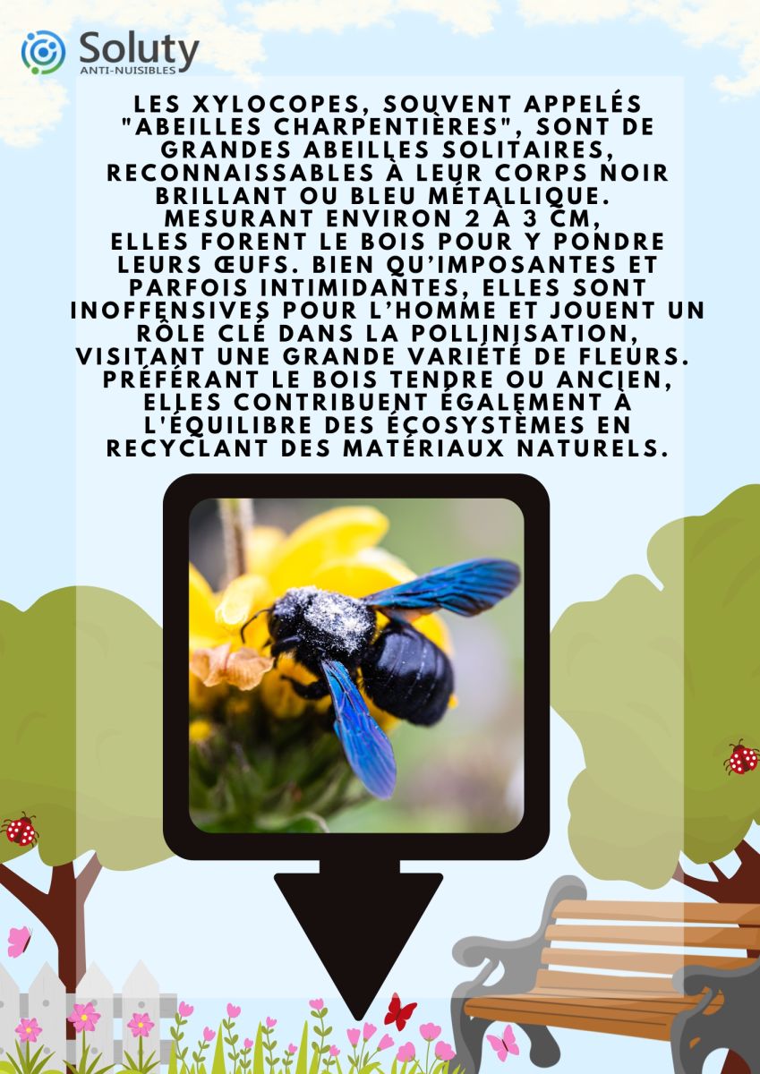 informations générales sur le xylocope ou abeille charpentière