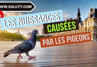 Les differents risques sanitaires et problemes causes par les pigeons