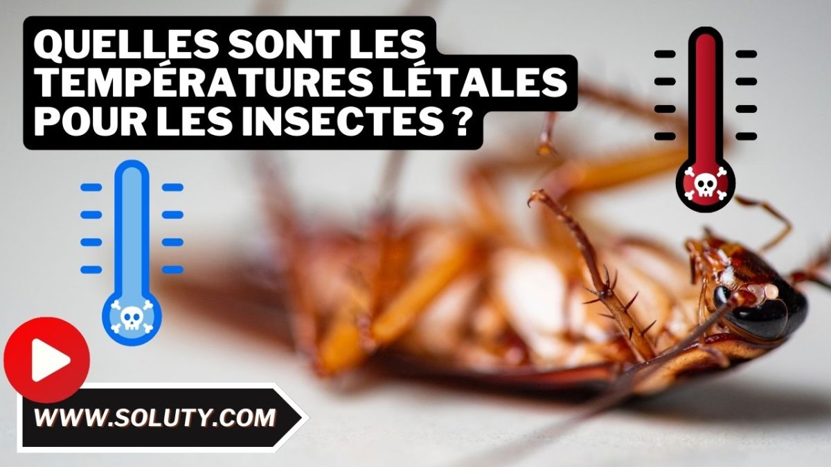 Quelles sont les températures létales pour les insectes ?