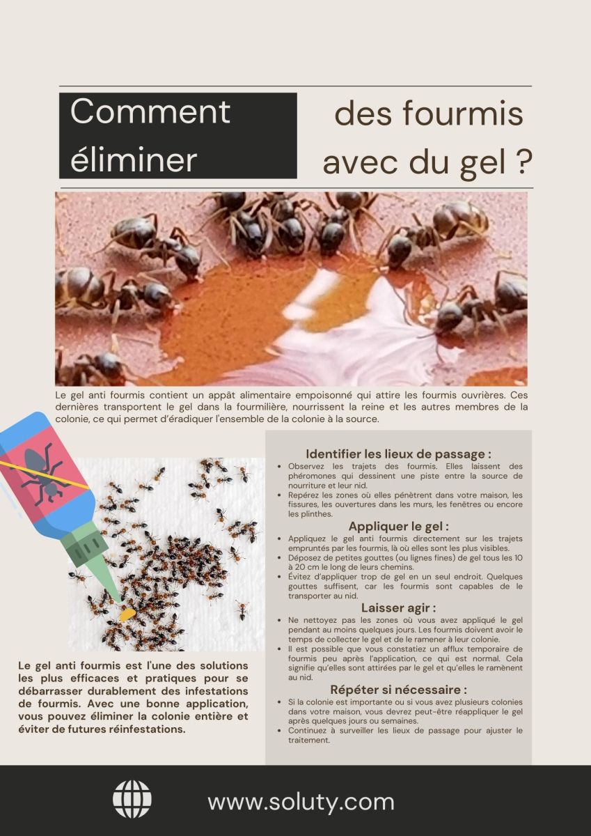 Désinsectisation contre les fourmis avec du gel