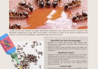 Comment eliminer des fourmis avec du gel 3