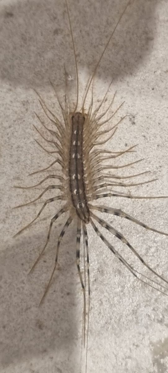 La scutigère véloce (Scutigera coleoptrata) 