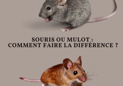 Souris ou mulot comment faire la difference 1