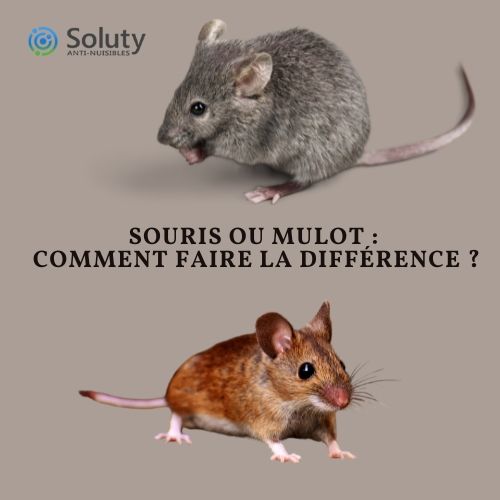 Souris ou mulot :  comment faire la différence ?