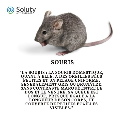 une souris - rongeur