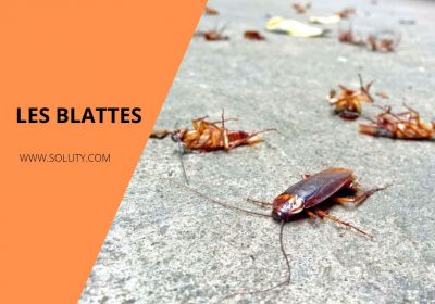 Société certifiée d'extermination de blattes et de cafards - SOLUTY