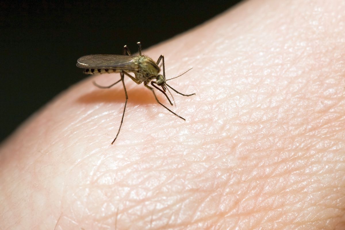 Le moustique peut vous entendre à 10 mètres ! - Sciences et Avenir