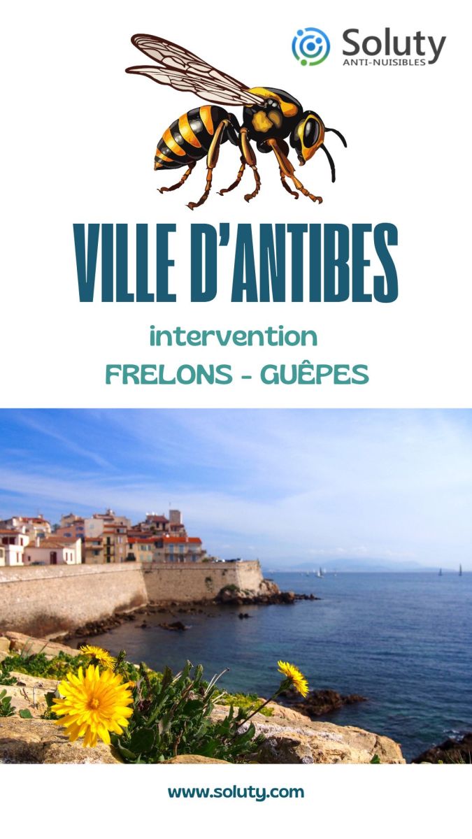 Société de désinsectisation de frelons ou de guêpes et exterminateur de nuisibles à Antibes (06600)  