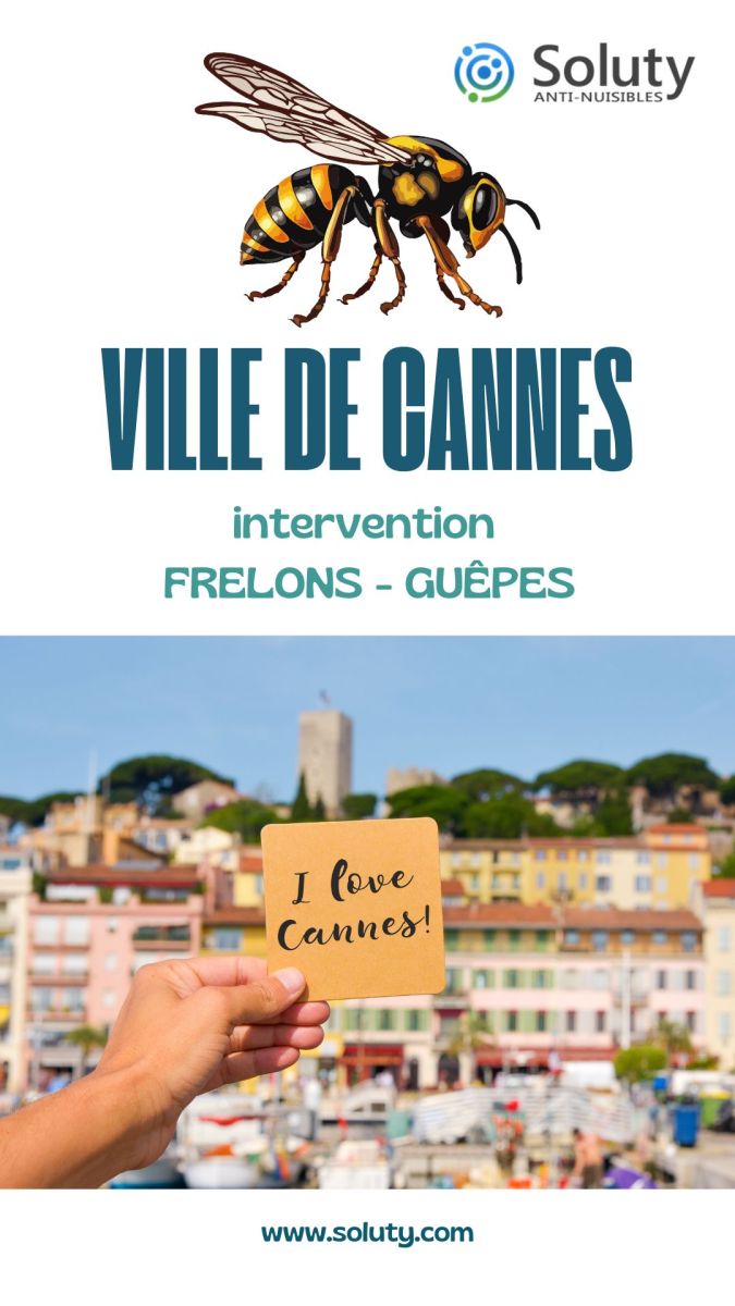 Société de désinsectisation de frelons ou de guêpes et exterminateur de nuisibles à Cannes (06400)