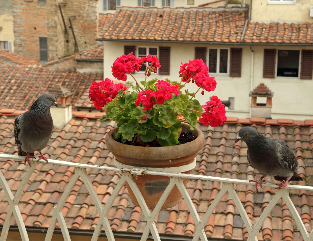 Nettoyage de fientes et pose d'un filet anti-pigeons sur balcon d