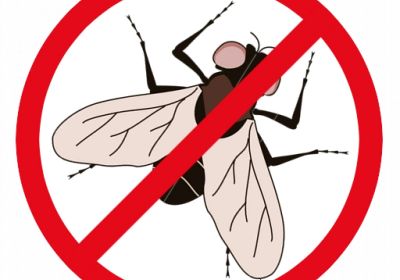 Quelles sont les solutions anti-mouches pour les cuisines et restaurants ?