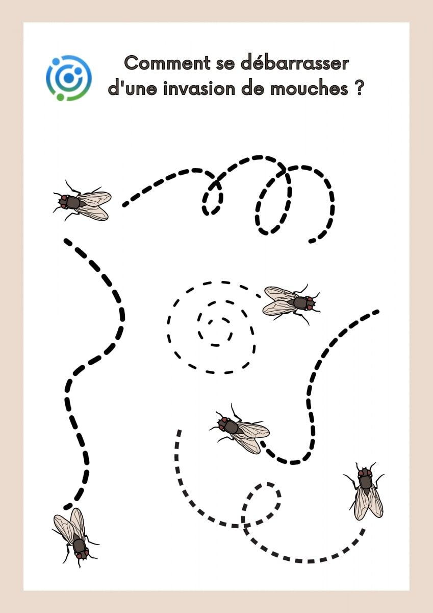 Comment se débarrasser d'une invasion de mouches ? - SOLUTY